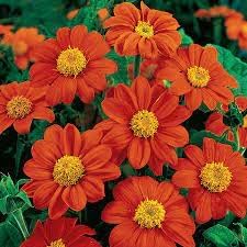 Tithonia Flower Seeds Heirloom Non GMO Planting - 100 for planting in home garden